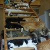 Коточат